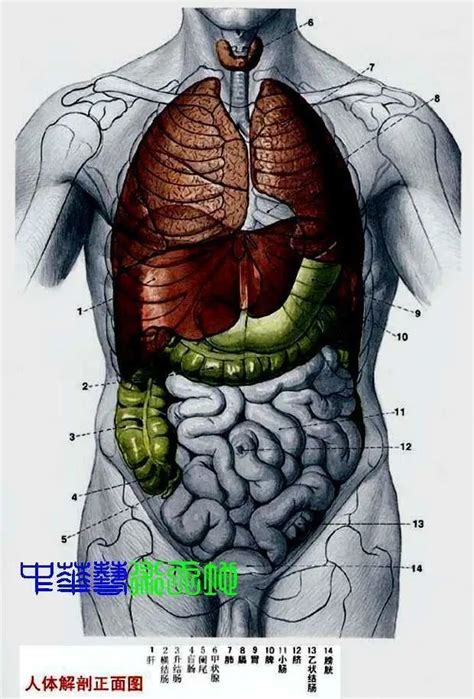 胃 位置|人体内脏位置分布示意图